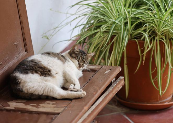 Los problemas del convento de las Capuchinas de Córdoba, en imágenes
