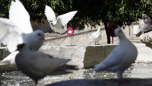 Sesenta palomas han muerto en los últimos días
