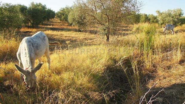 «Burros bomberos» desbrozando una zona de Doñana
