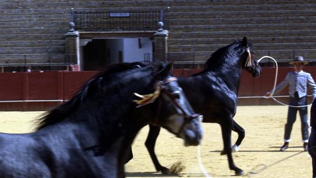 Doma de ejemplares de Pura Raza Español