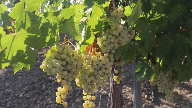 Racimos de uvas listos para su recogida en Montilla
