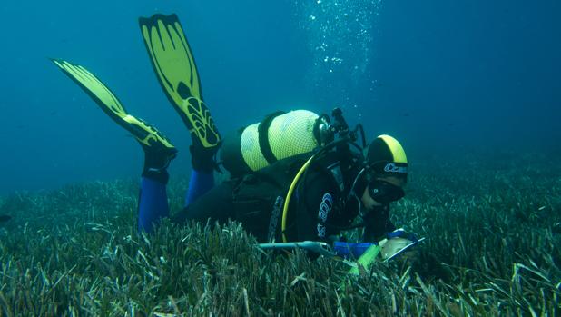 Se buscan buzos voluntarios para medir la salud de las posidonias marinas