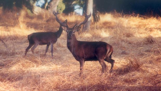 Los venados son una de las reses que más se caza en Andalucía
