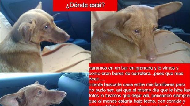 Los desaparecidos de Parque Animal