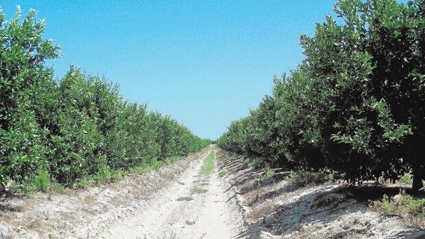 Los olivares cordobeses no han logrado un mayor rendimiento con las lluvias