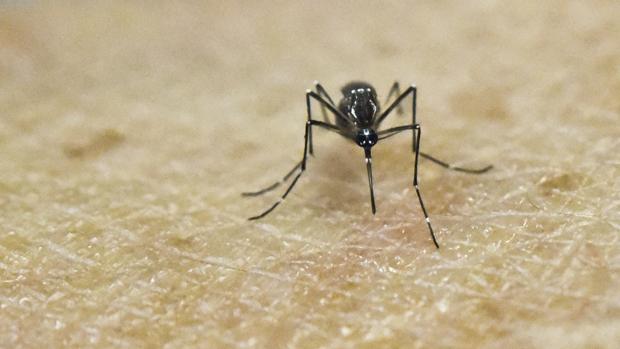 Mosquito común en la piel humana
