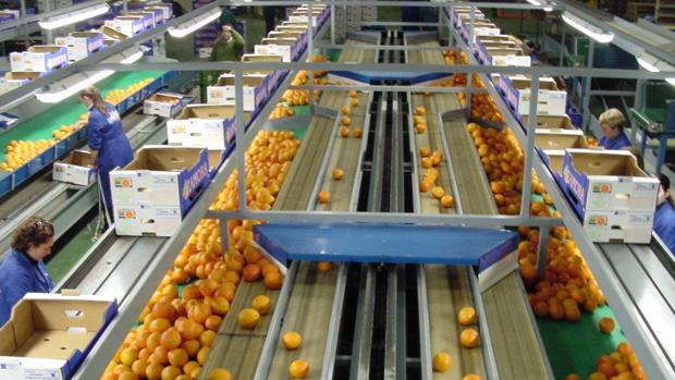 La campaña de la naranja en Córdoba cerrará con un 10 por ciento más de recolección