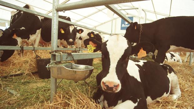 Ganado en la exposición de la Feria Agroganadera