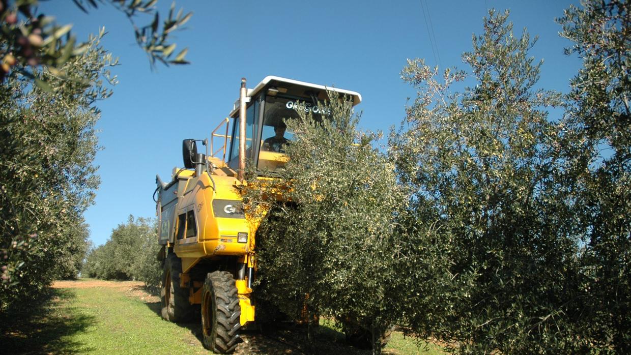 Una plantación de olivar en seto en la provincia de Córdoba