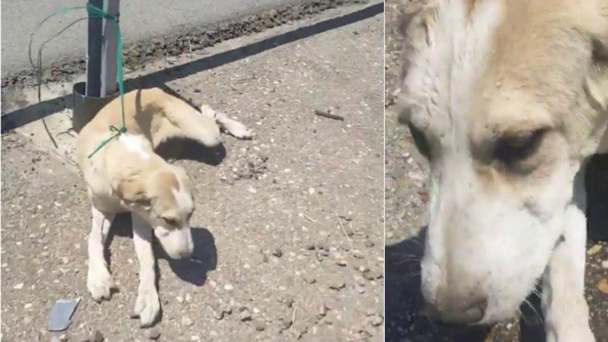 Rescatan a un perro abandonado en una carretera de Córdoba