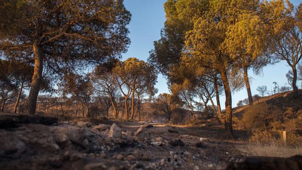 «Doñana volverá a ser verde en dos o tres años»