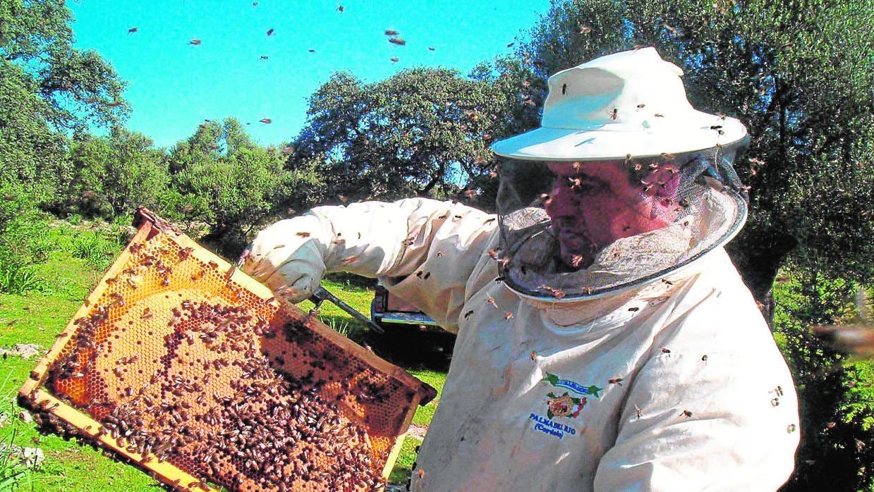 Imagen de una explotación apícola en la Sierra de Hornachuelos