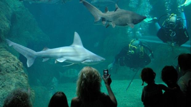 Visitantes en el acuario de la localidad almeriense