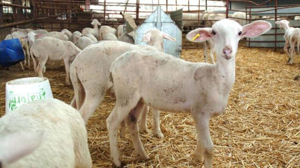 Borregos en una ganadería