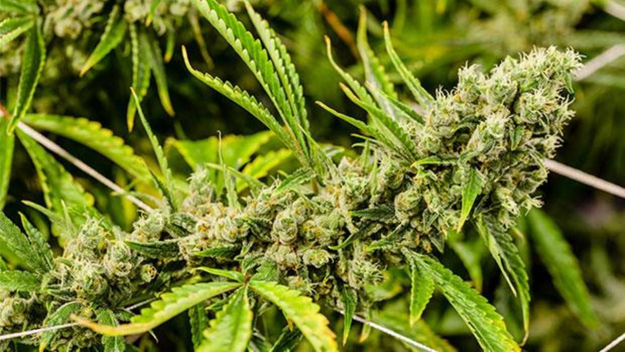 El compuesto es el fitocannabionoide producido en Cannabis sativa L.