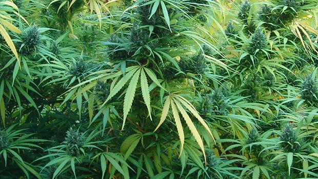 La plantación de cannabis que se ocultaba entre árboles frutales en Churriana