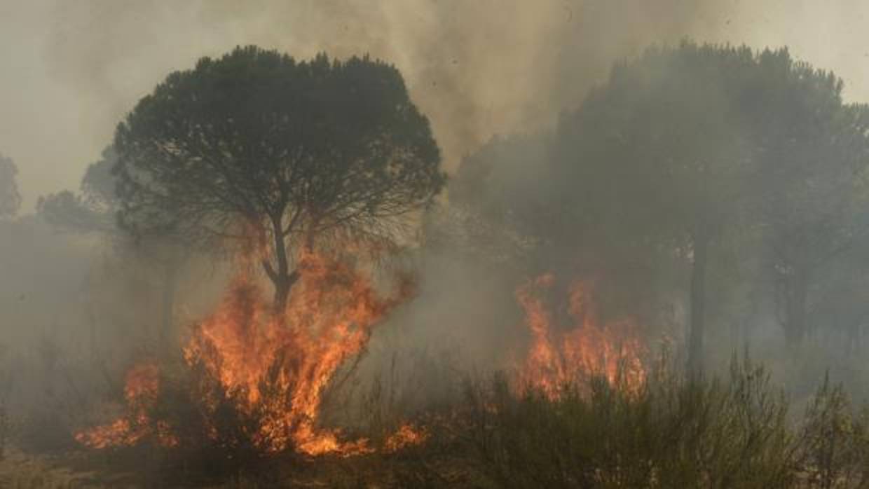 El fuego de este verano en el preparque de Doñana