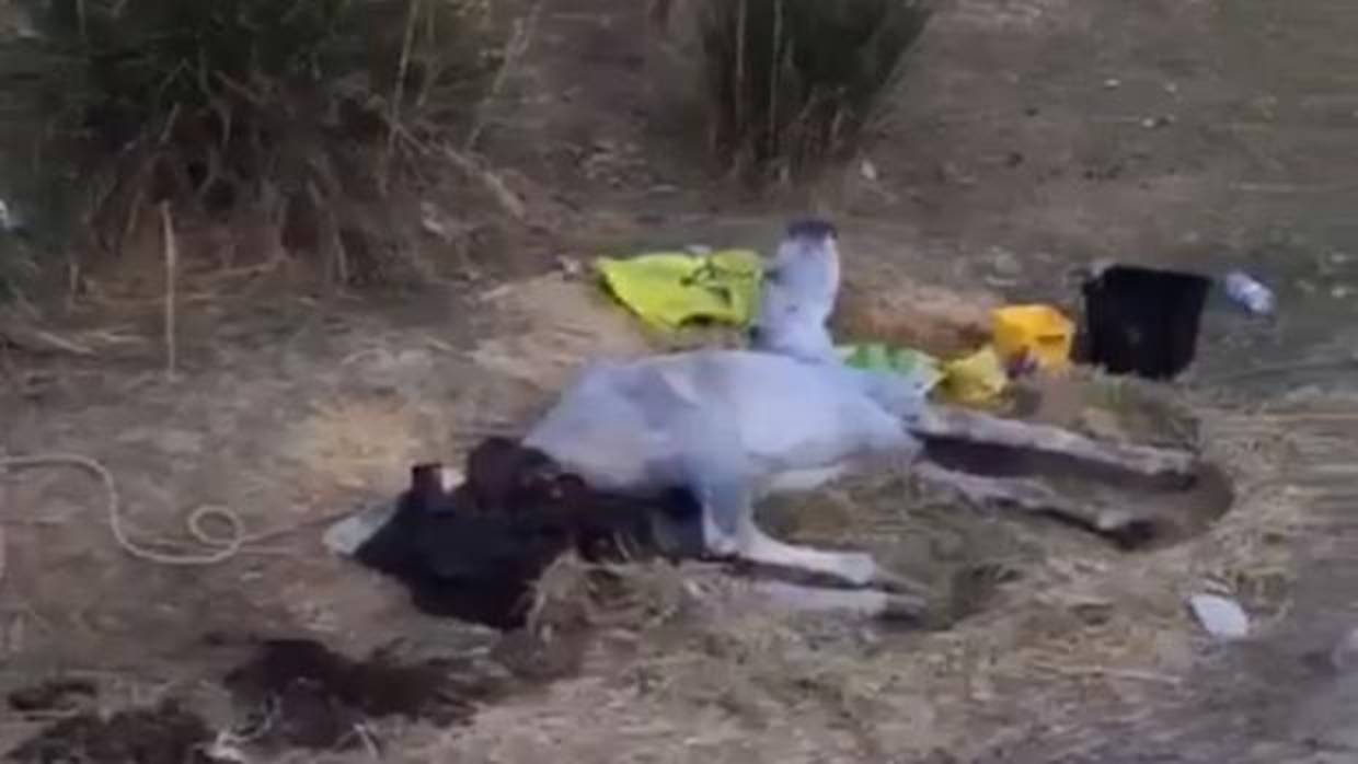 Imagen del animal poco antes de morir