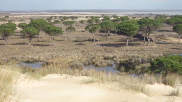 La sobreexplotación de acuiferos dejan sin agua a Doñana