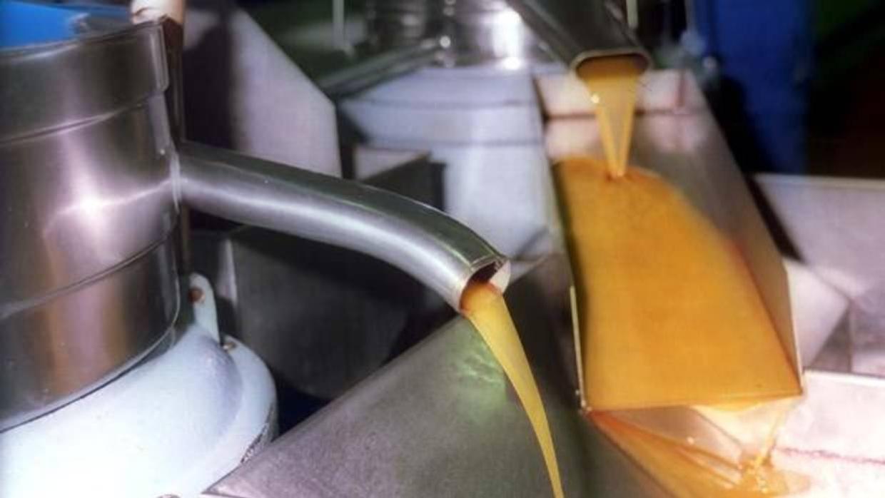 Producción de aceite en una almazara