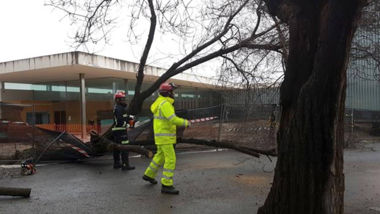Operarios del Ayuntamiento de Arahal (Sevilla) retiran un árbol de grandes dimensiones