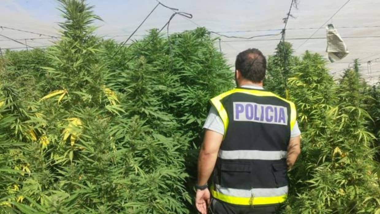 Imagen de archivo de un policía incautando una plantación de marihuana