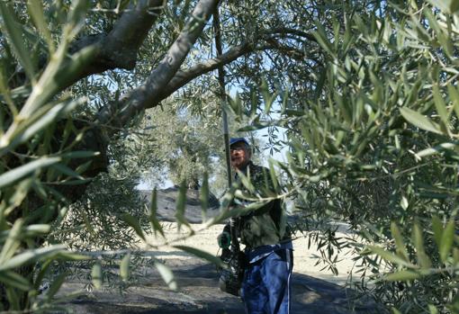 vareo de un olivar en la zona de Bujalance