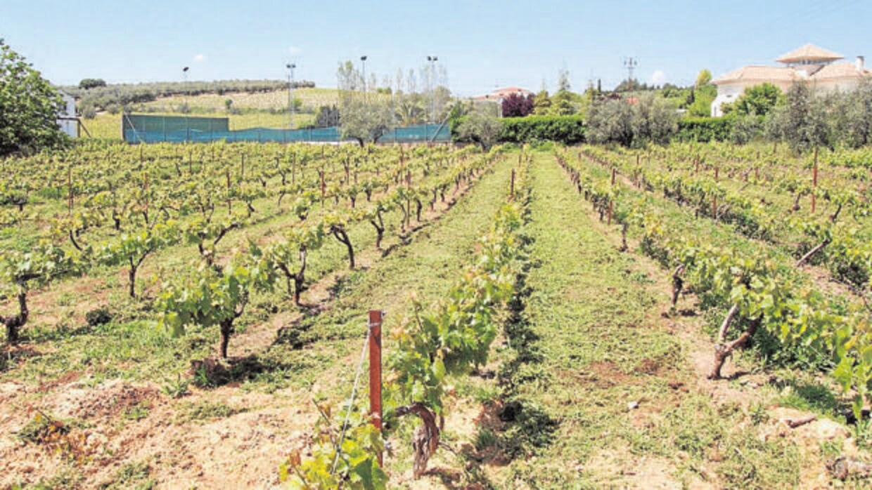 Imagen de viñedos en la zona Montilla-Moriles