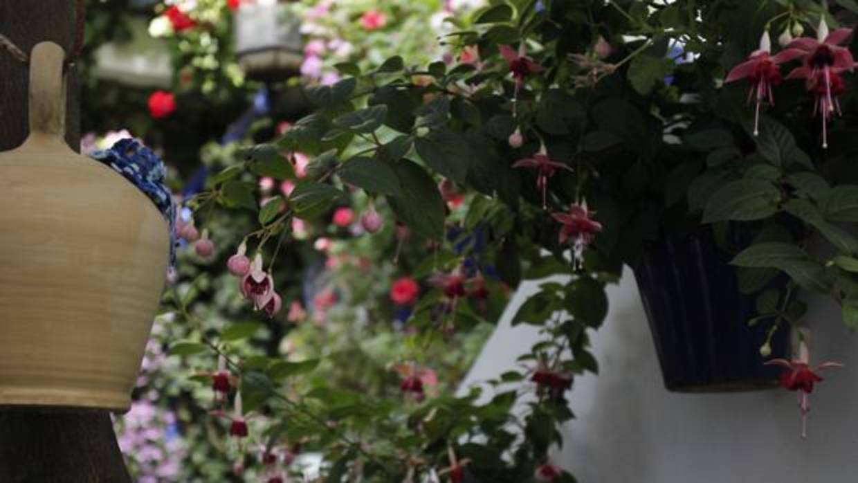 Pendientes de la reina en el patio de Pastora, 2
