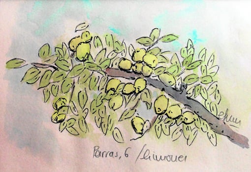 Representación en acuarela del limonero de Parras, 6