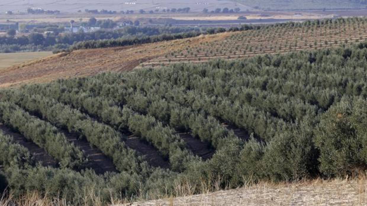 Olivares en plena campiña de Córdoba