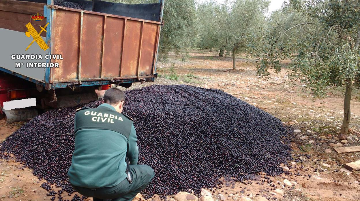 Frutorobado en la campaña de aceituna