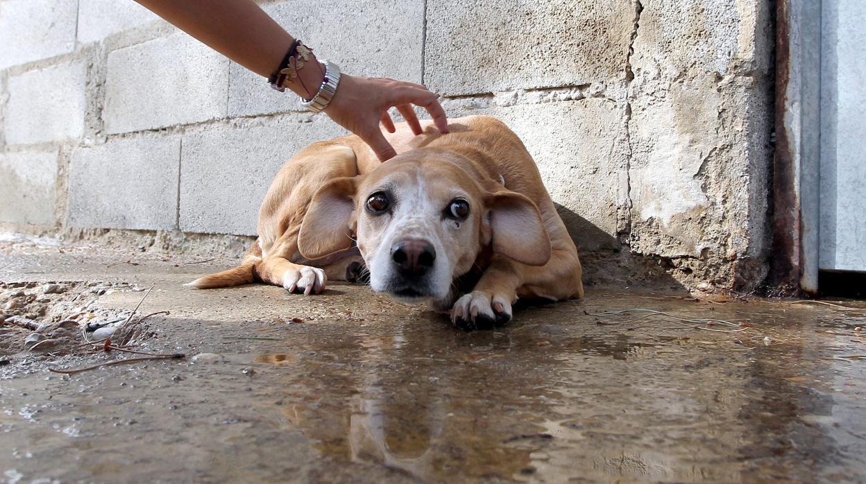 Un perro abandonado del albergue Arca de Noe