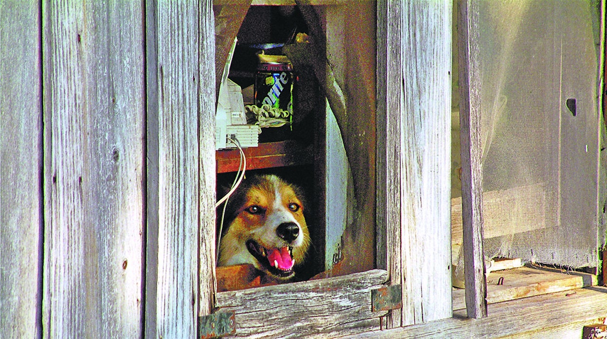 Un perro en el interior de una vivienda