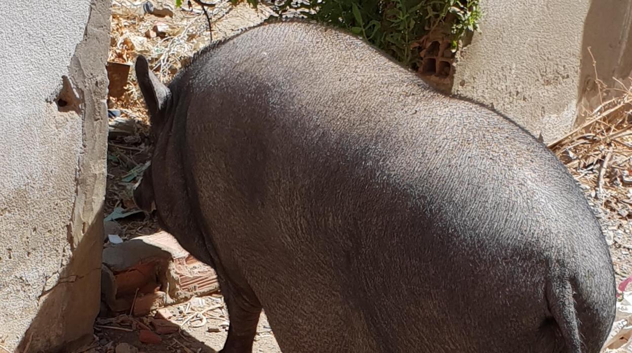 Imagen del cerdo en el solar donde lo tenían confinado