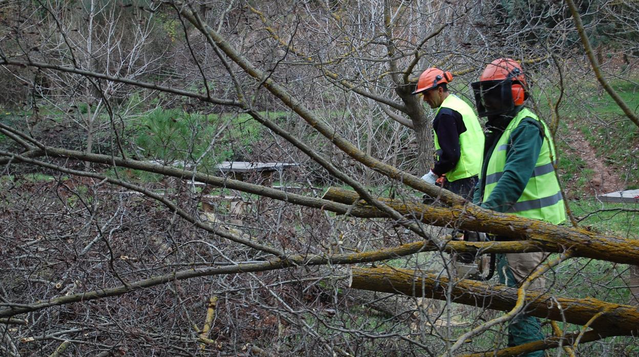 Tala de la falsa acacia procedente de Norteamérica