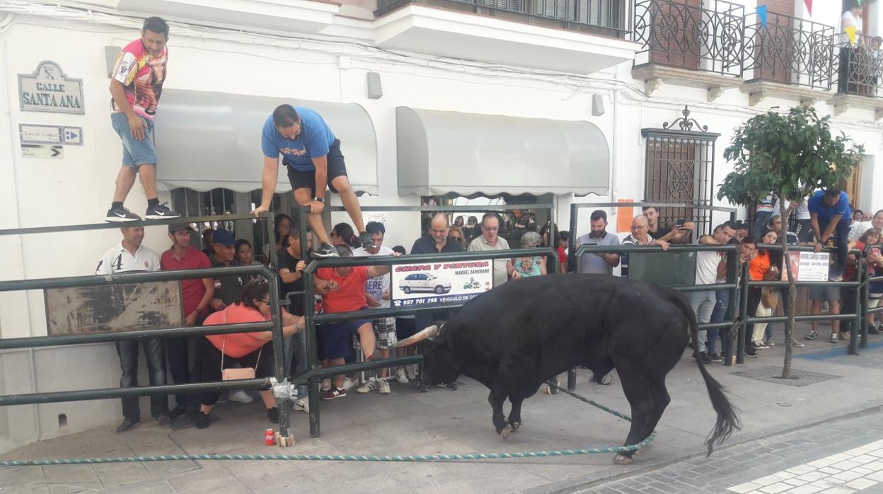 Un toro de cuerda embistiendo, ayer en Carcabuey