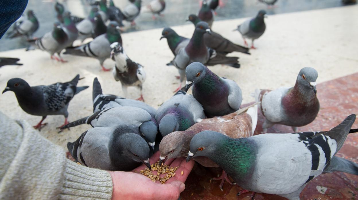 Un vecino da de comer a un grupo de palomas
