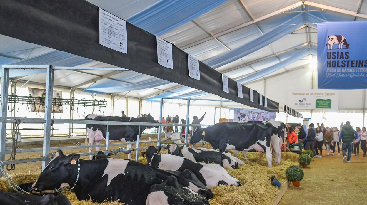 Vacas en la edición anterior de la feria de Dos Torres