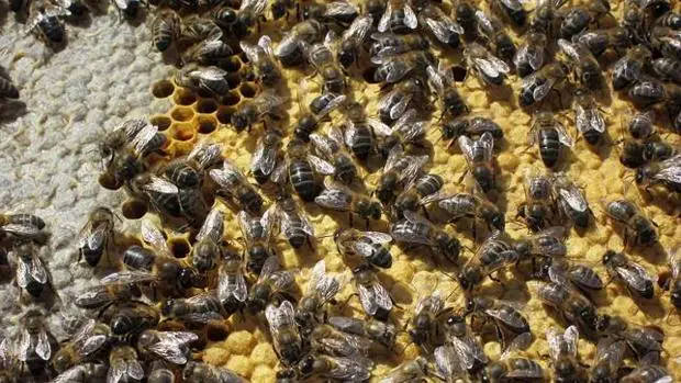 Reclama al Ayuntamiento de Estepona que le pague 481 euros por la retirada de un panal de abejas