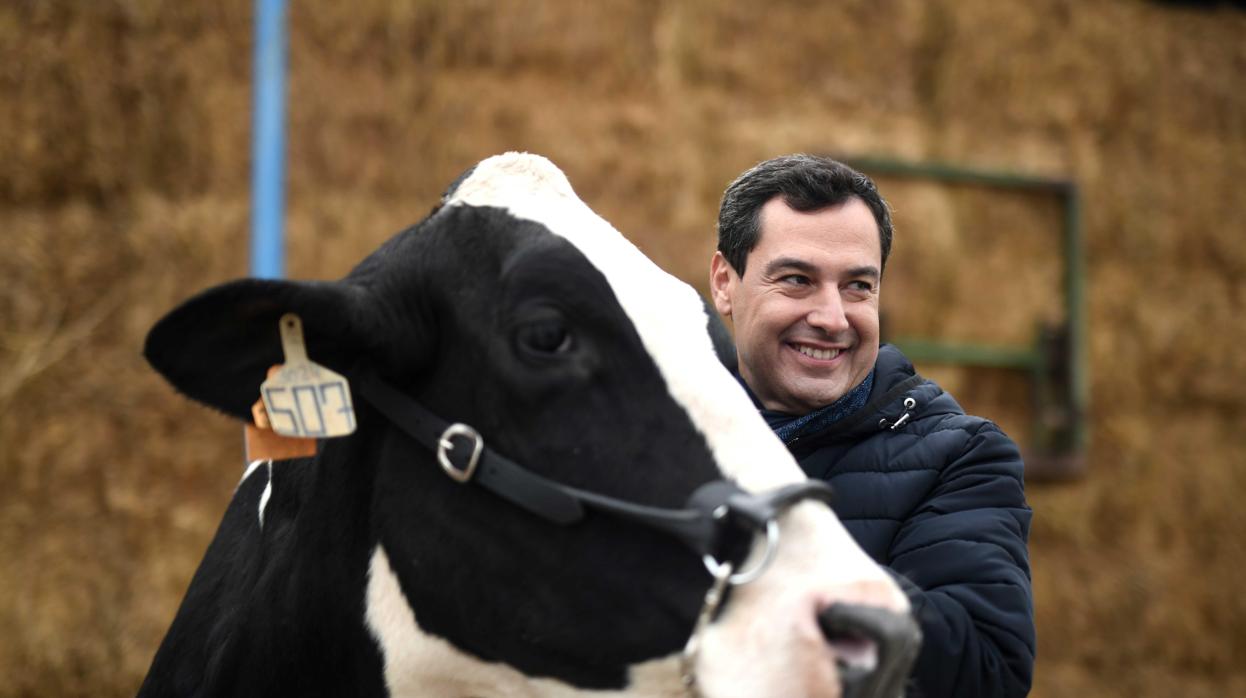 El candidato a la presidencia de la Junta de Andalucía junto a una vaca en Añora