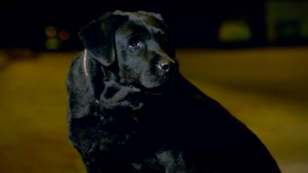 Viral: el vídeo del Consejo de Veterinarios contra el abandono animal que emociona a los andaluces