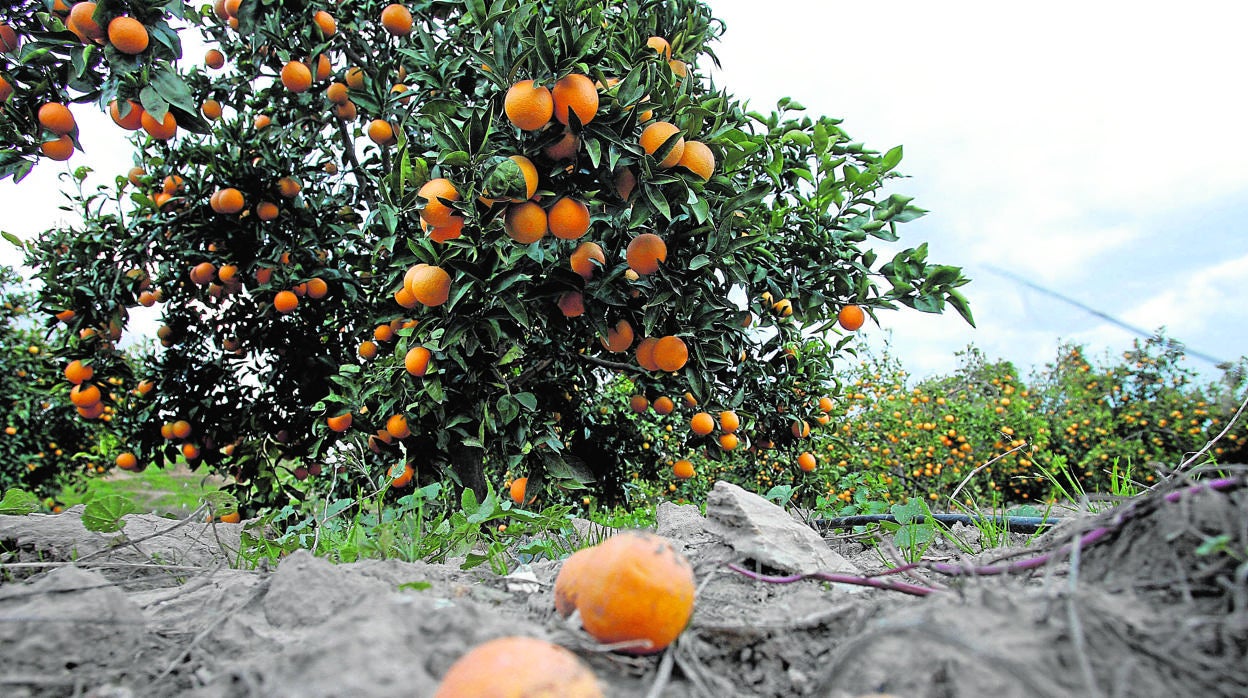 Finca de cítricos en la Vega del Guadalquivir