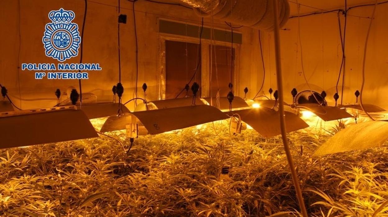 Imagen de una plantación desarticulada la semana pasada en Granada.