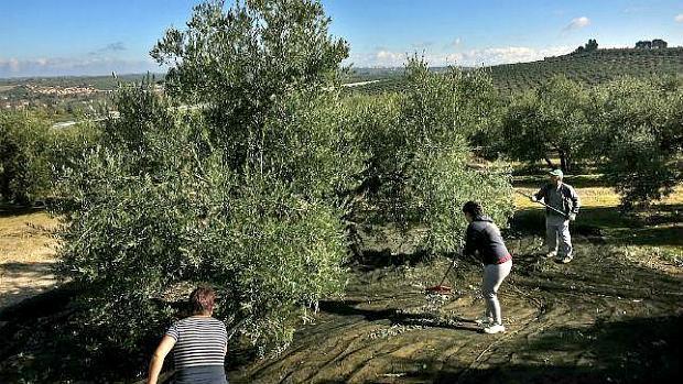 Detienen a un empresario por firmar jornales falsos a 76 personas en Granada