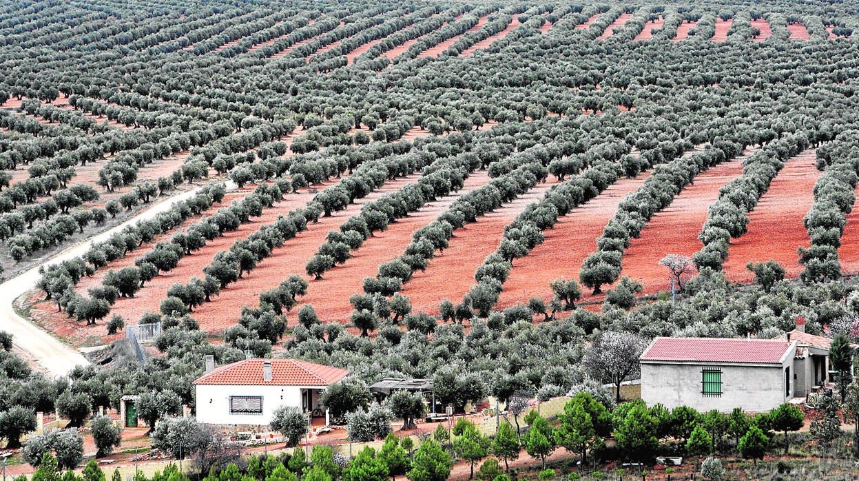 Un paisaje de olivar en un municipio de la provincia de Córdoba