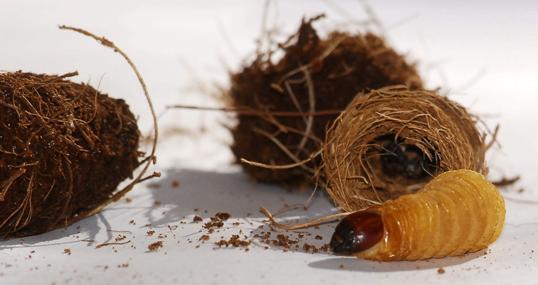 Larva del del picudo rojo que afecta a las palmeras
