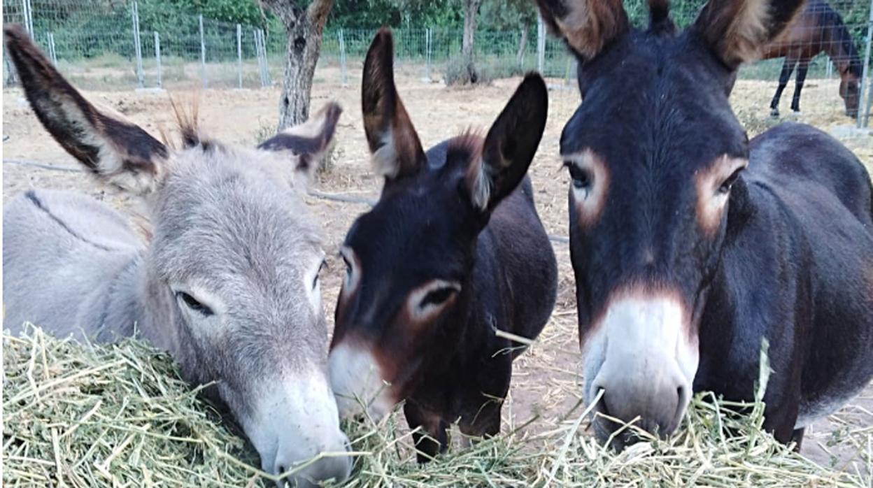 La jornada de reflexión de las elecciones generales, rodeado de burros en Doñana