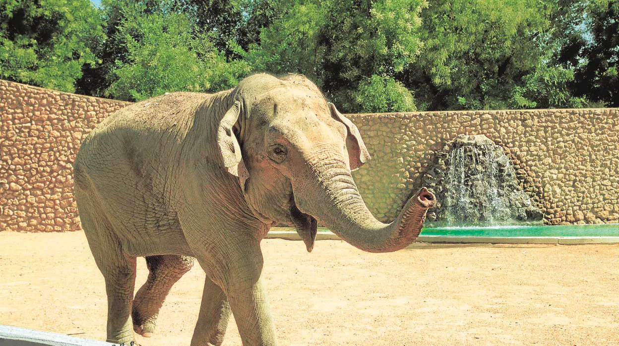 La elefanta Flavia, en las instalaciones del zoo municipal