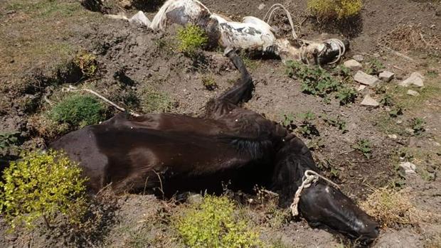 Descubren los cadáveres de ocho caballos en una finca de Jimena de la Frontera